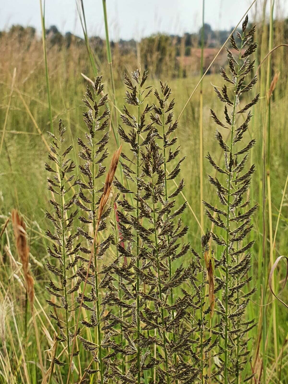 Image of Cross grass