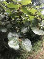 Image of Mulberry leaf