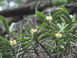 Image of Cyrtorchis praetermissa subsp. zuluensis (E. R. Harrison) H. P. Linder