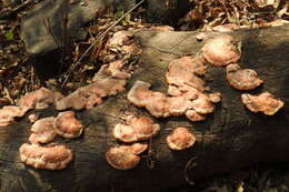 Imagem de Pycnoporus cinnabarinus (Jacq.) P. Karst. 1881