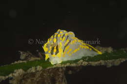 Image of Fourline nudibranch