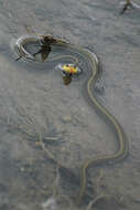 Image of Thamnophis eques scotti Conant 2003