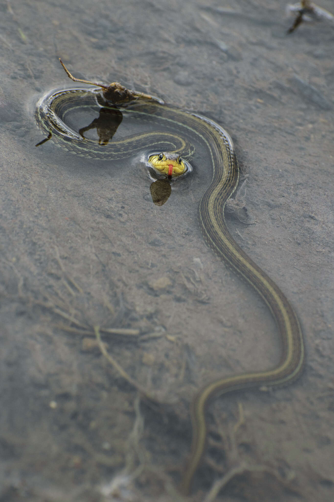 Image of Thamnophis eques scotti Conant 2003