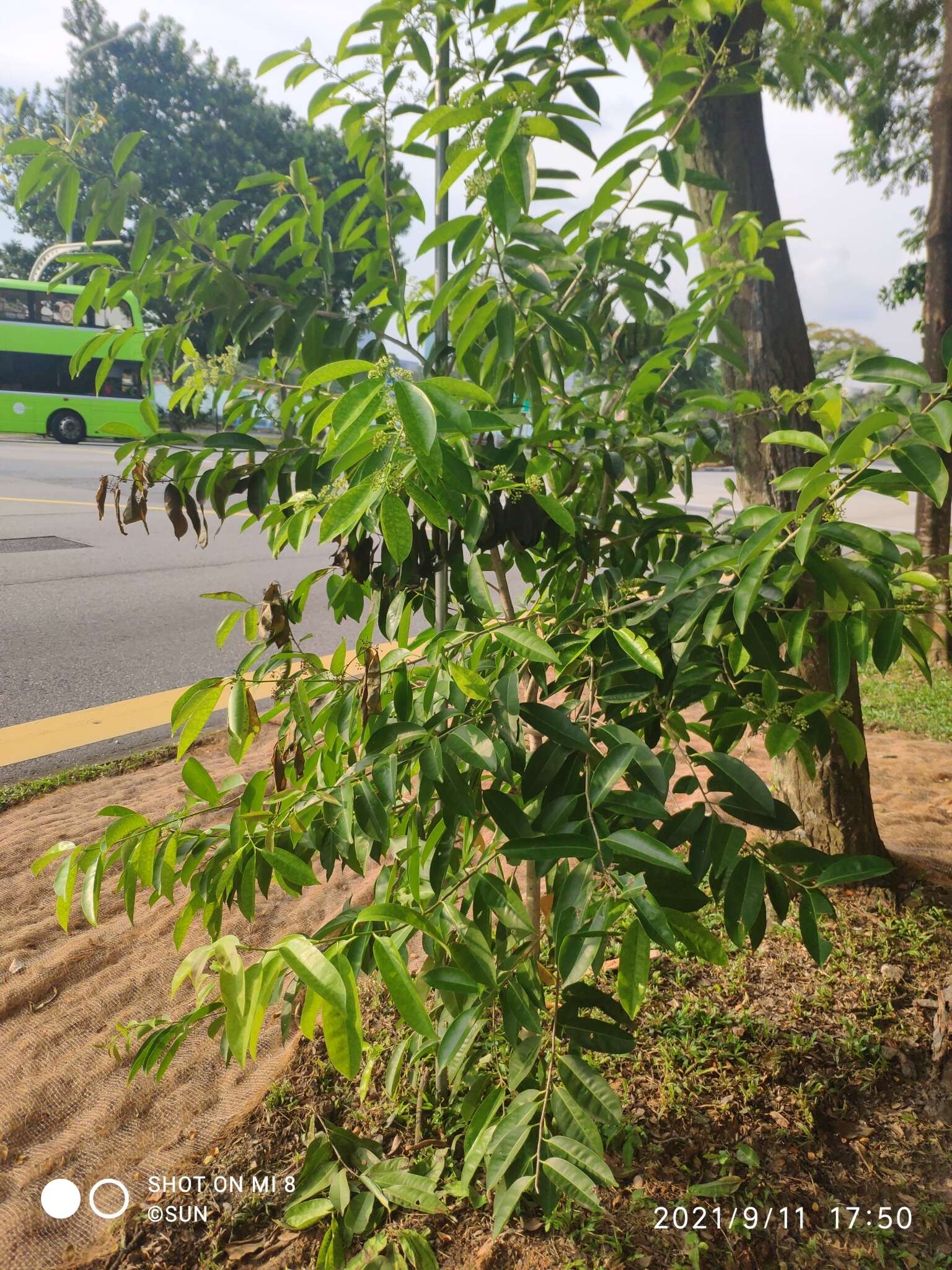 Image of Ilex cymosa Bl.