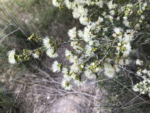 Image of d'Alton's melaleuca