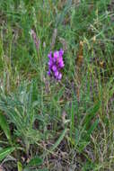 Image of Astragalus varius S. G. Gmelin