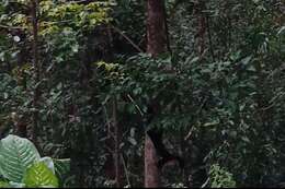 Image of Nilgiri Marten