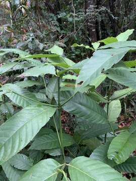 Image of Whipstick loquat