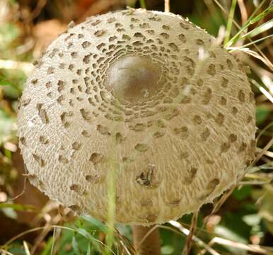 Image of Macrolepiota procera (Scop.) Singer