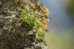 Image of Gastrochilus matsudae Hayata