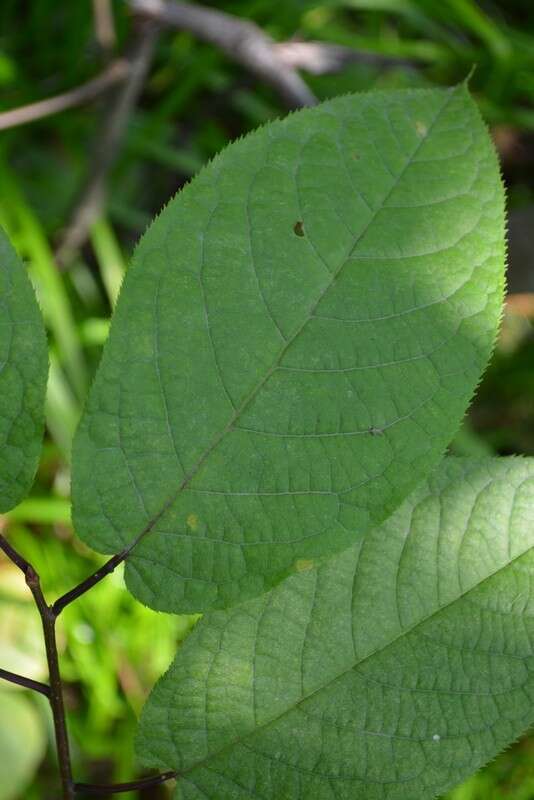 Imagem de Prunus ssiori F. Schmidt