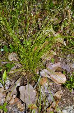 Image of Keeled Lateral-Bulrush