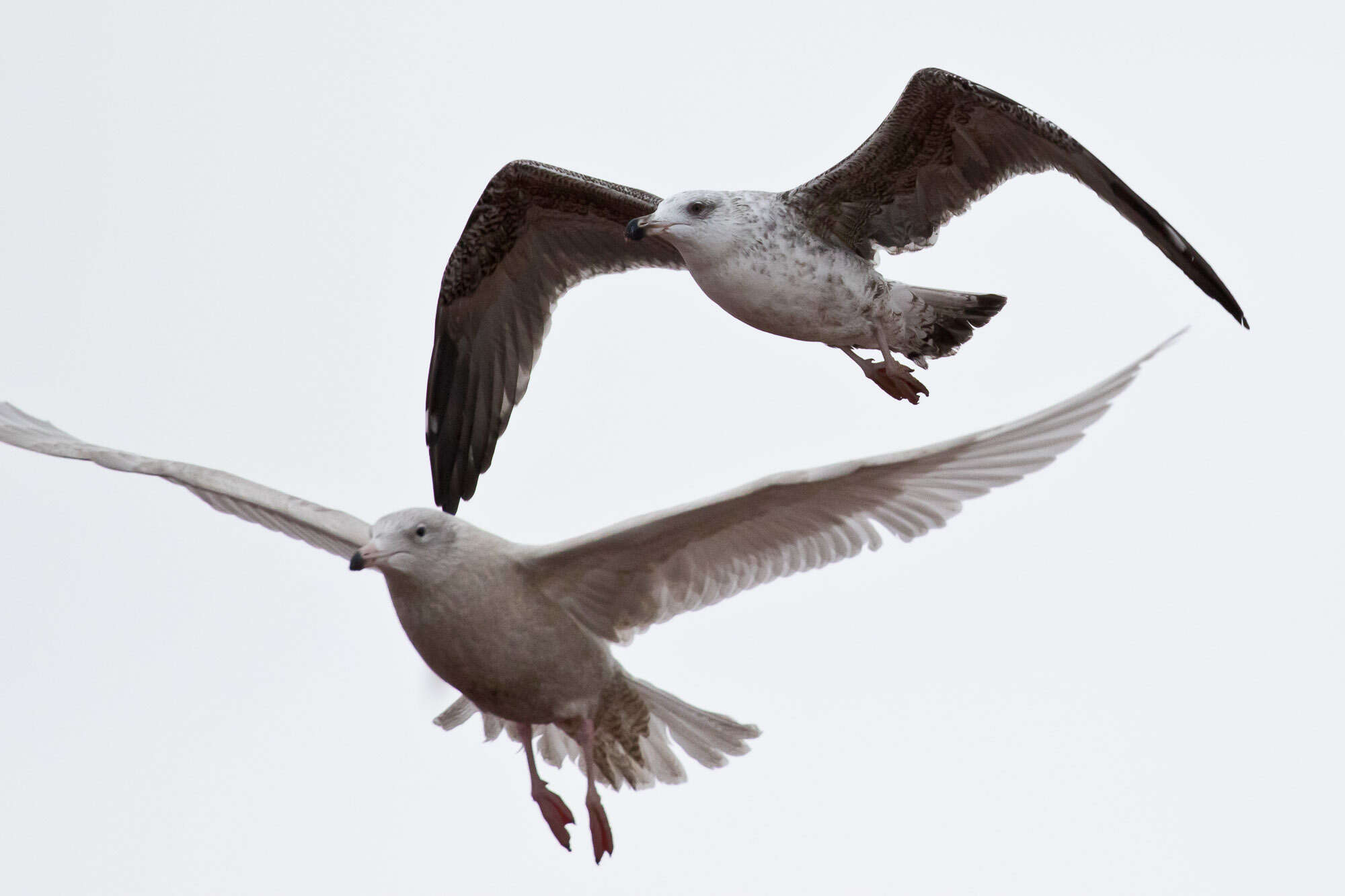 Image of Great Black-backed Gull