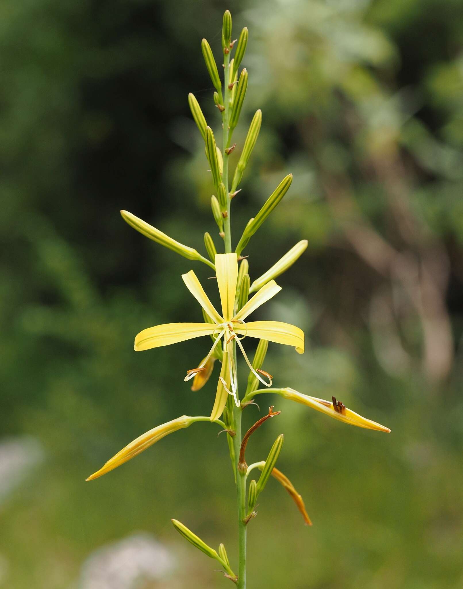 Image of Asphodeline liburnica (Scop.) Rchb.