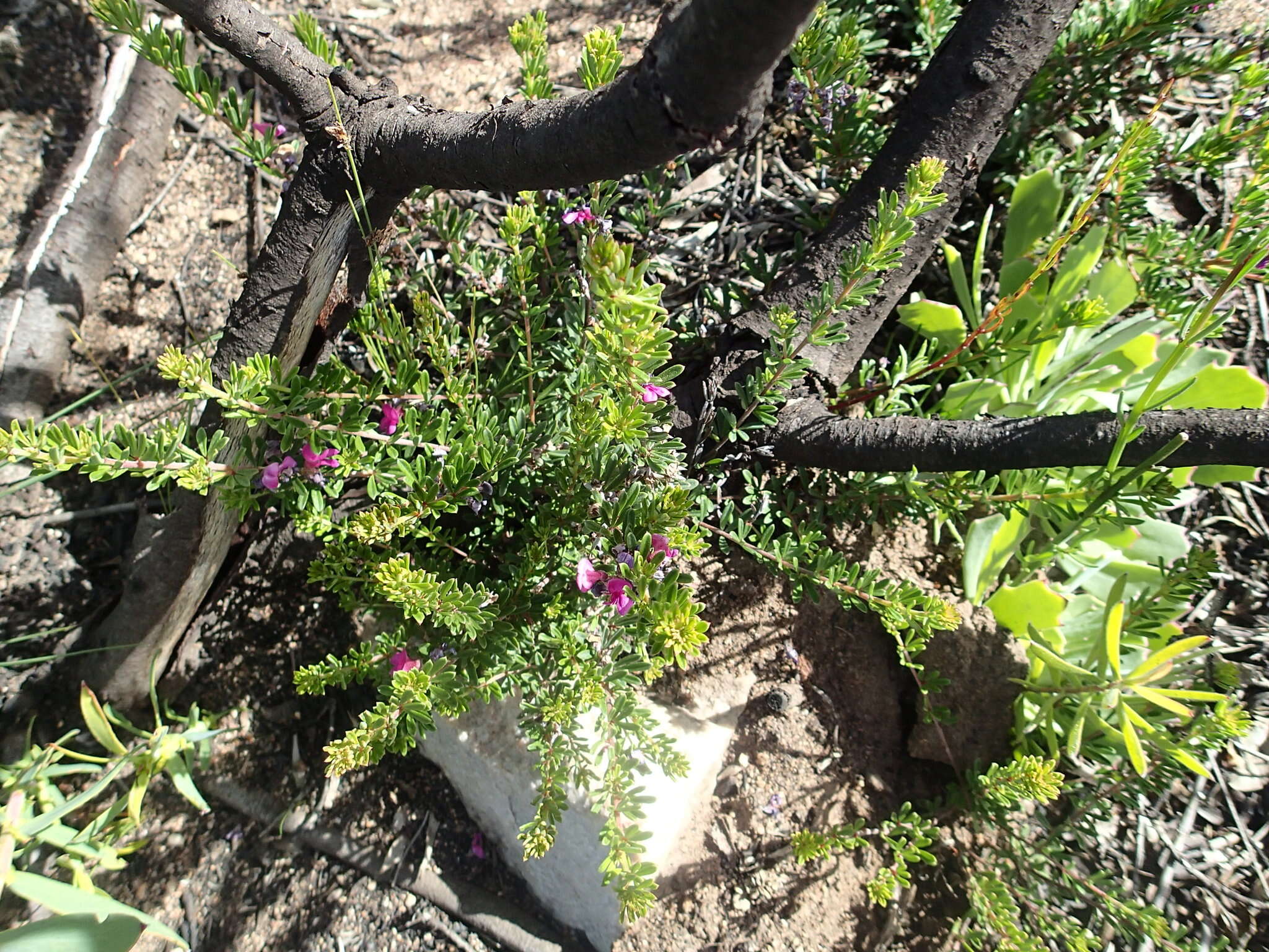 Слика од Indigofera pappei Fourc.