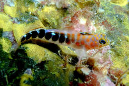 Image of Blue Dot Triplefin