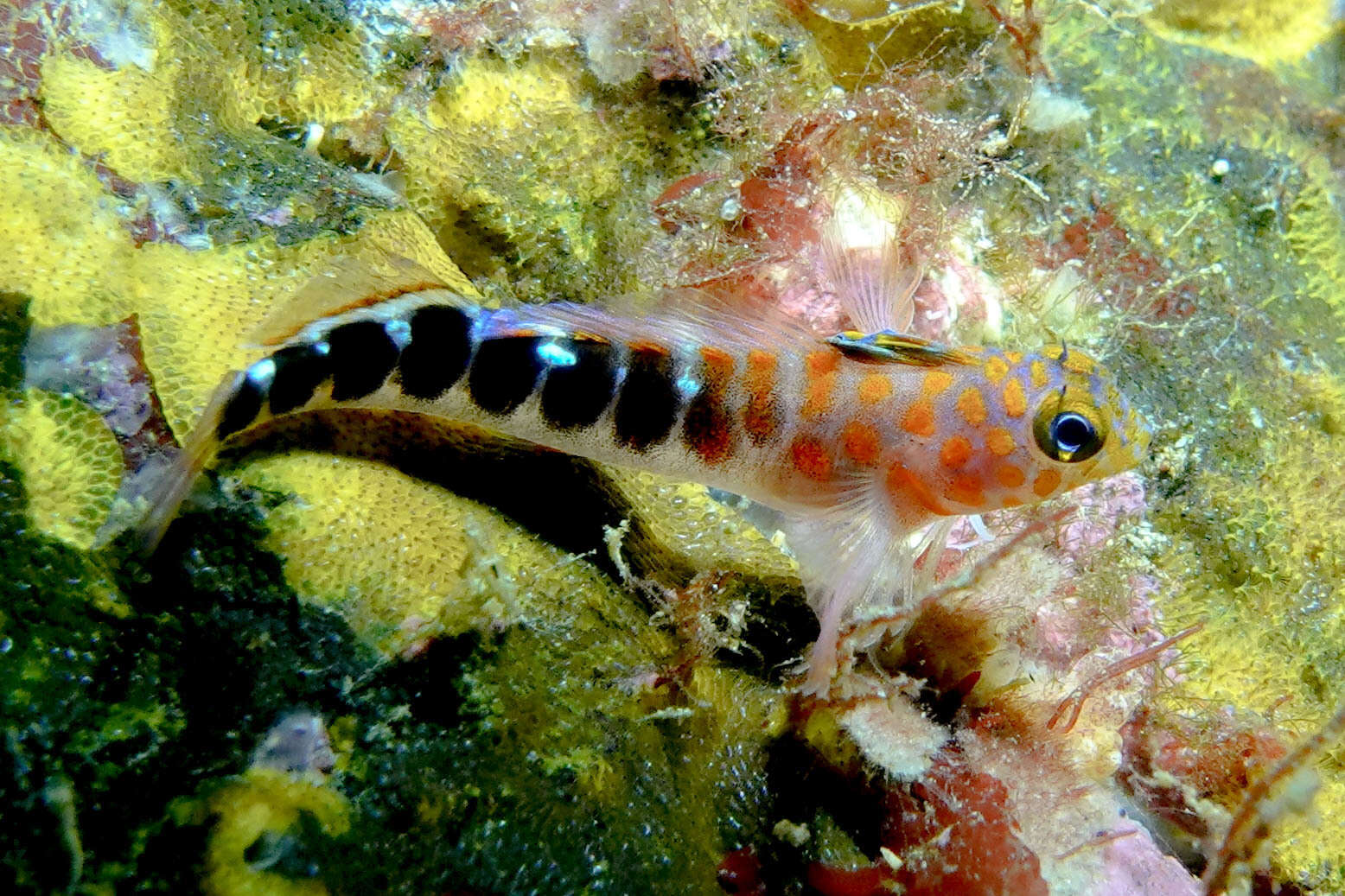 Image of Blue Dot Triplefin