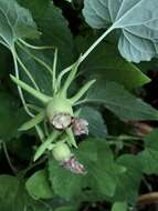 Image de Codonopsis javanica subsp. japonica (Makino) Lammers