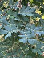 Image of Large-leaved albizia