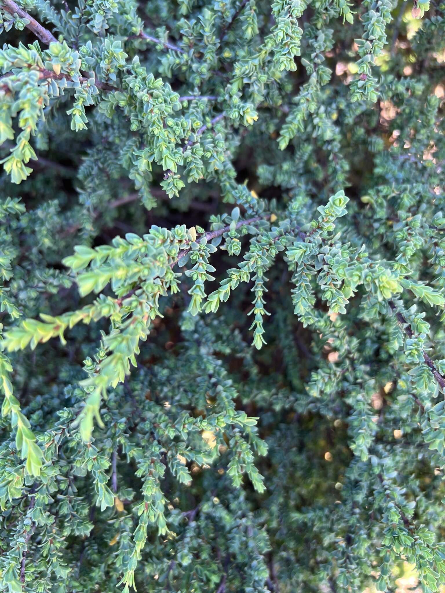 Image of Pimelea serpyllifolia subsp. serpyllifolia