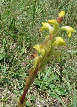 Image de Satyrium bicorne (L.) Thunb.