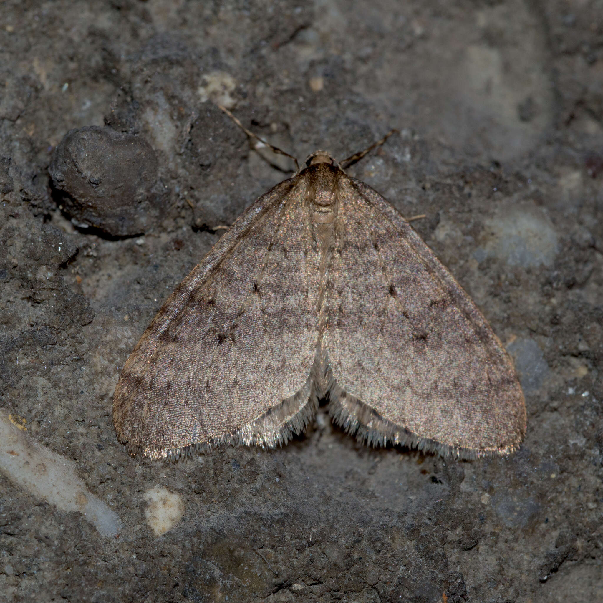 Image of winter moth