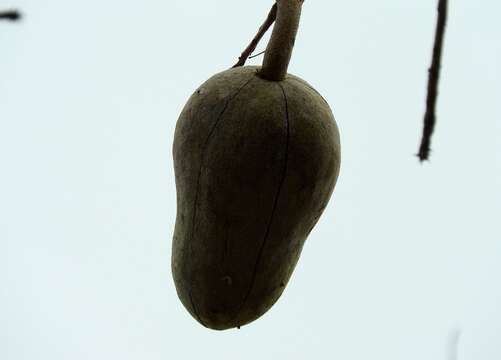 Image de Swietenia humilis Zucc.