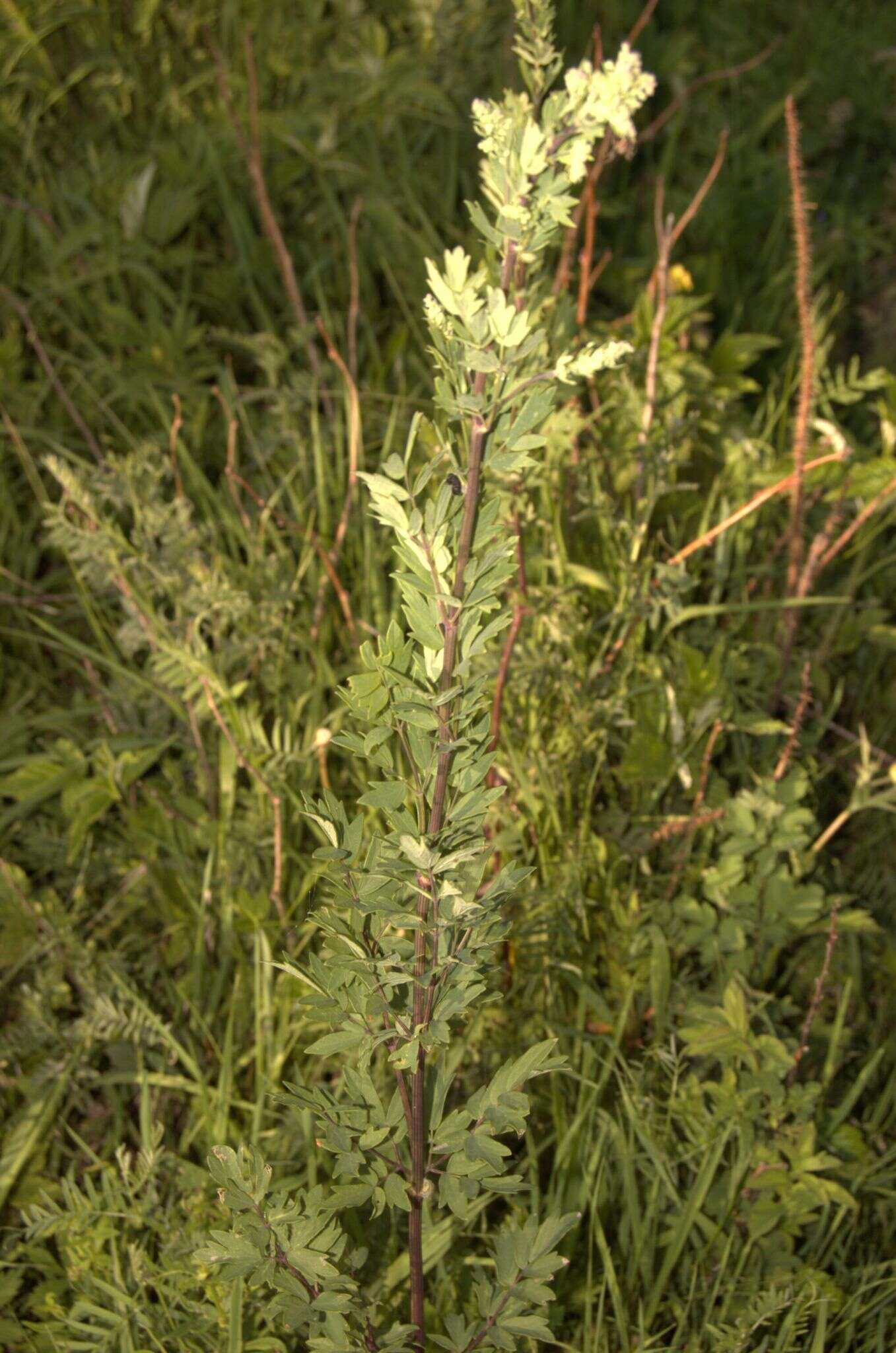 Image of Thalictrum simplex L.