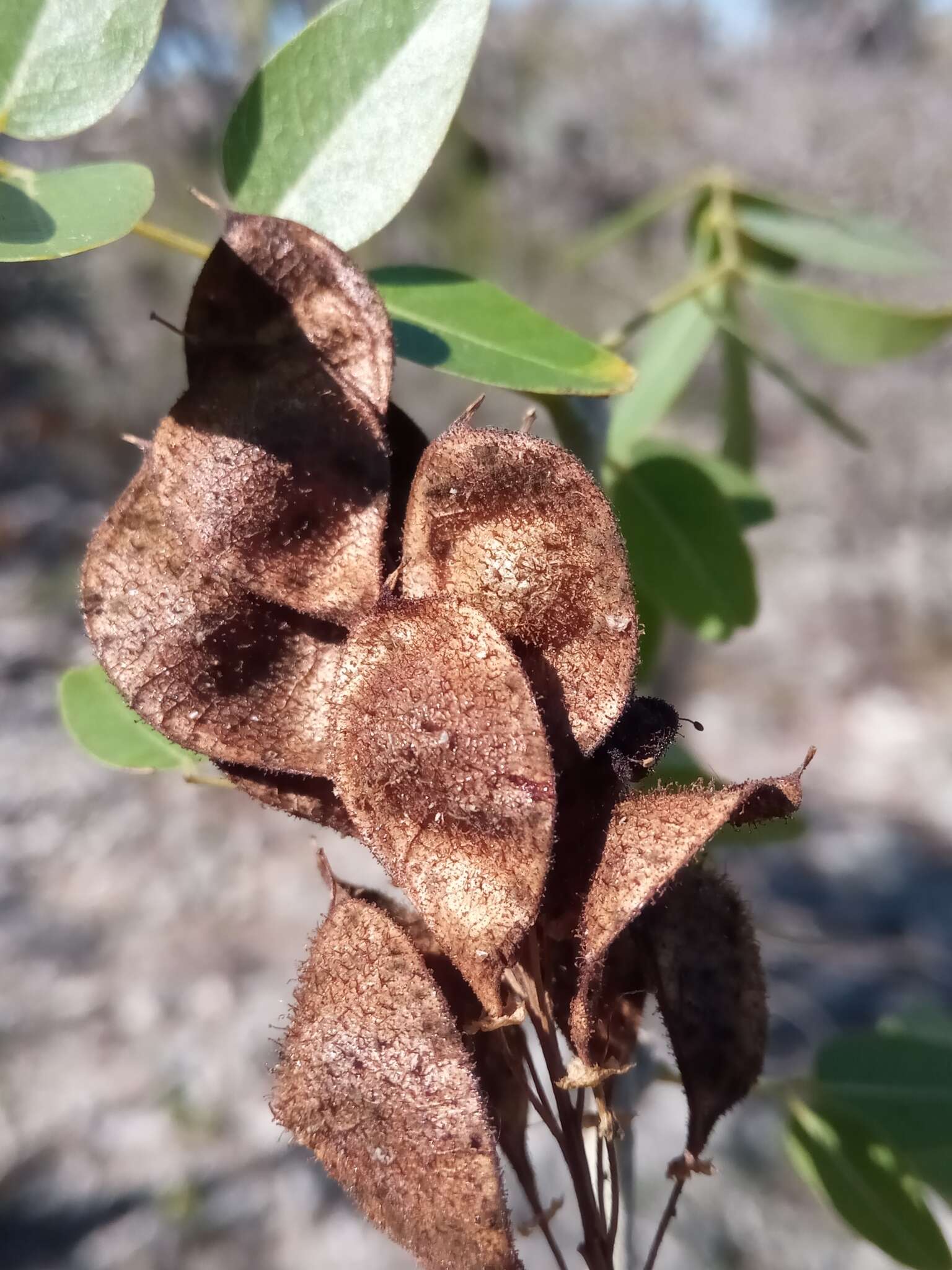 Plancia ëd Dicraeopetalum mahafaliense (M. Peltier) Yakovlev