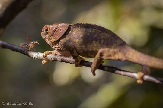 Image of Short-horned Chameleon