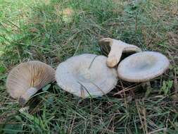 Image of Lactarius chelidonium Peck 1872