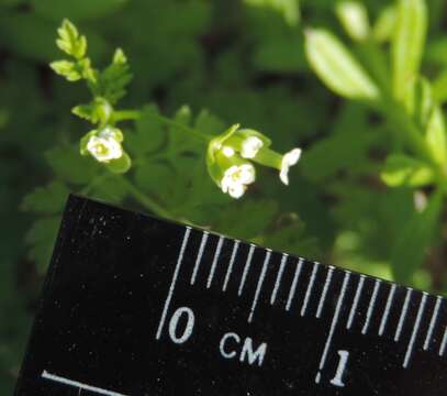 Image of hairyfruit chervil