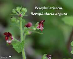 Image de Scrophularia arguta Sol.