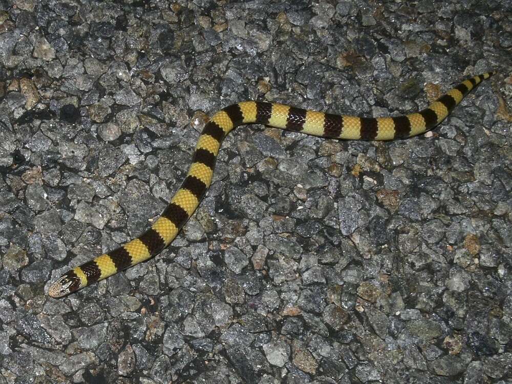 Image of Coastal Burrowing Snake