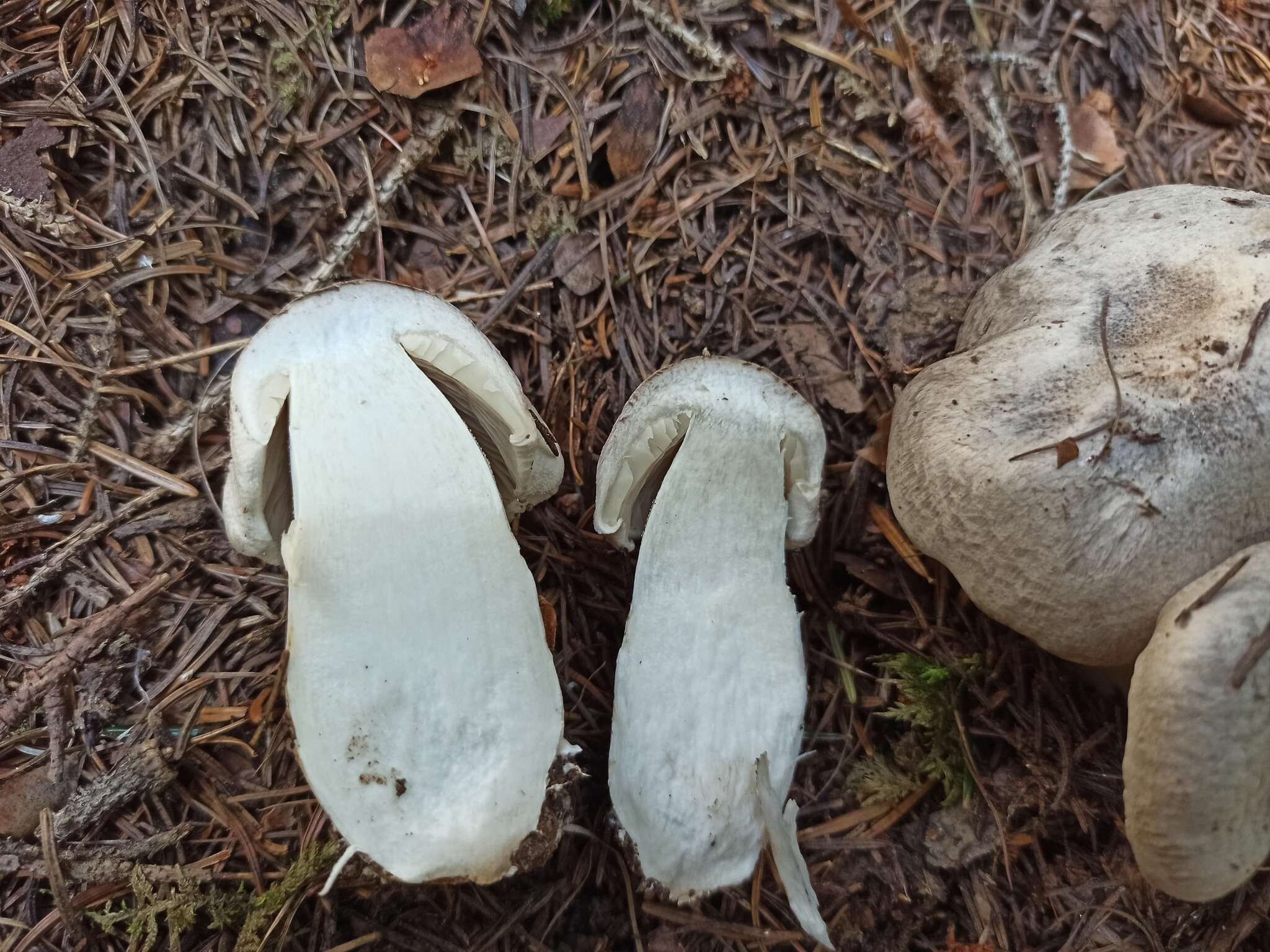 Image de Tricholoma filamentosum (Alessio) Alessio 1988