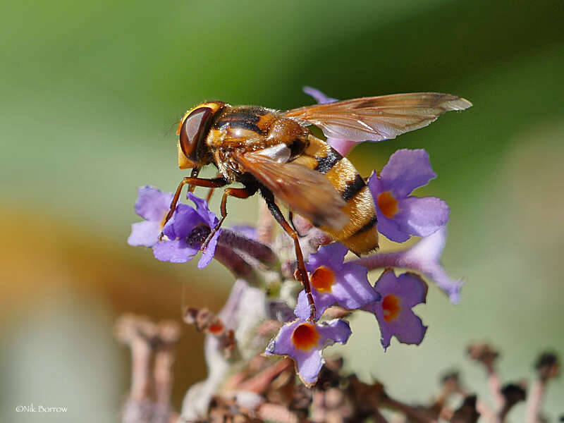 Image of lesser hornet hoverfly