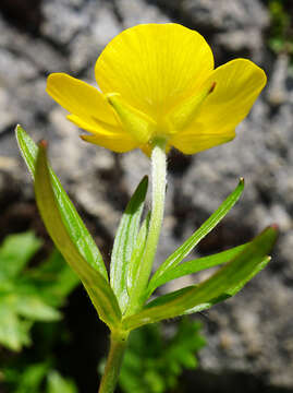 Imagem de Ranunculus montanus Willd.