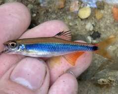 Image of Sailfin Shiner