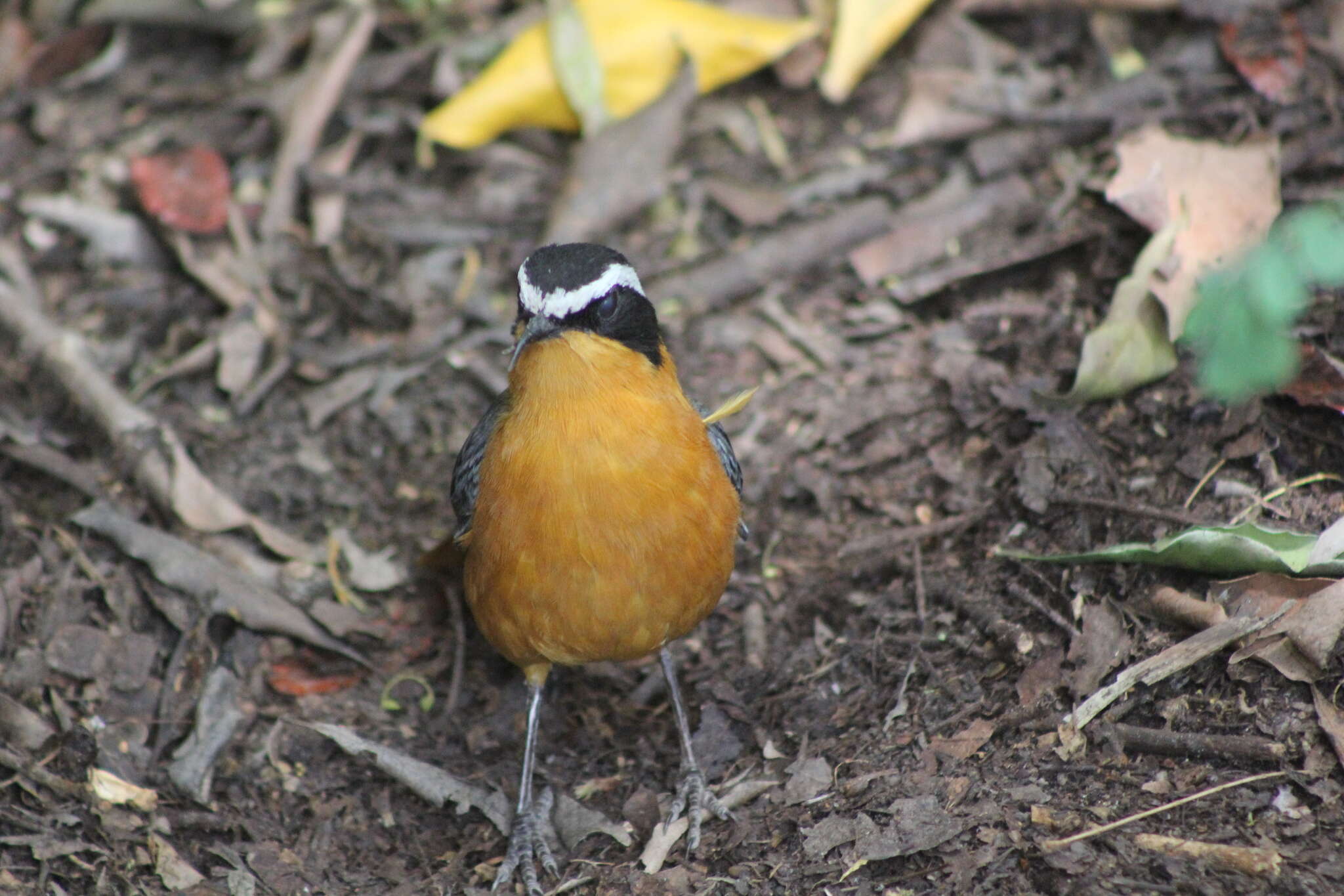 Image of Heuglin's Robin