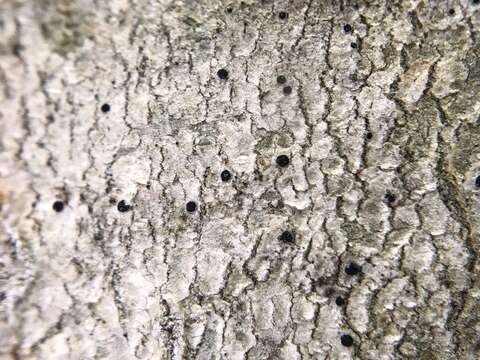 Image of dot lichen