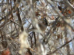 Image of Black-chested Sparrow