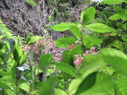 Sivun Fuchsia paniculata subsp. paniculata kuva