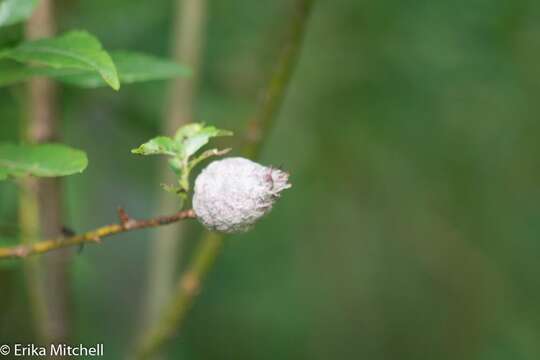 Image of Willow Pinecone Gall Midge