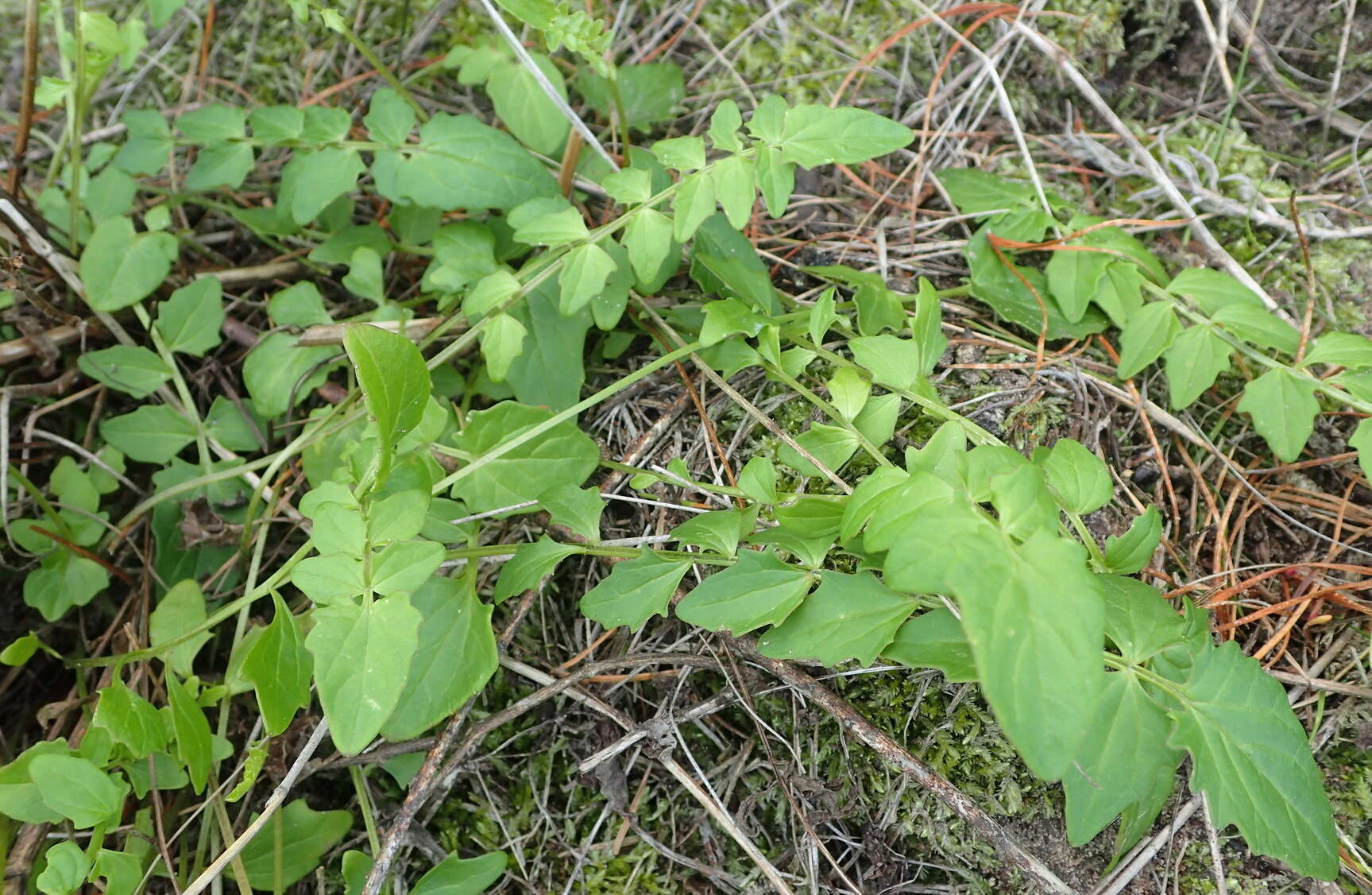 صورة Sisymbrium capense Thunb.