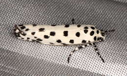 Image of Ethmia clytodoxa Turner 1917