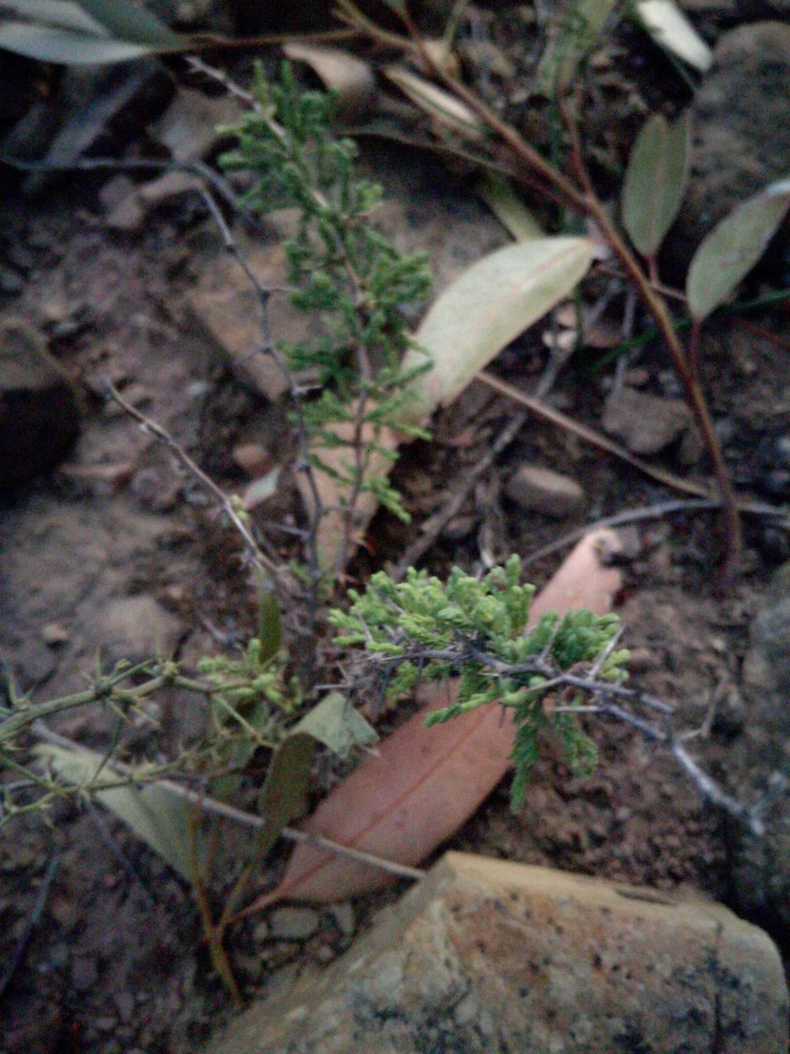 Image of Asparagus capensis L.