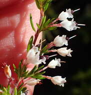 Image of Erica fuscescens (Klotzsch) E. G. H. Oliver