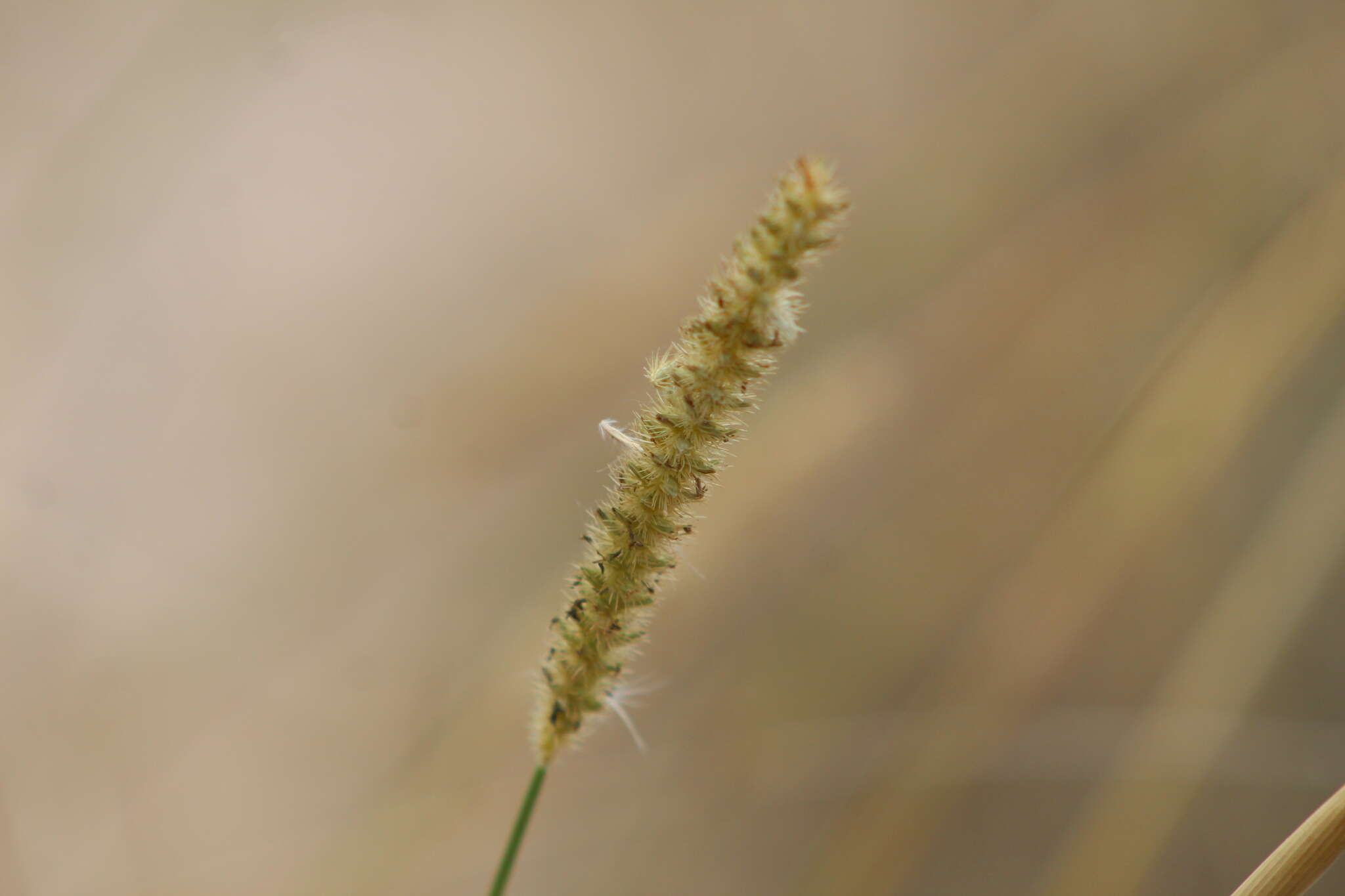 Image of Big Sandburr