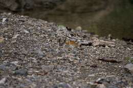 Image of Dappled Daggerwing
