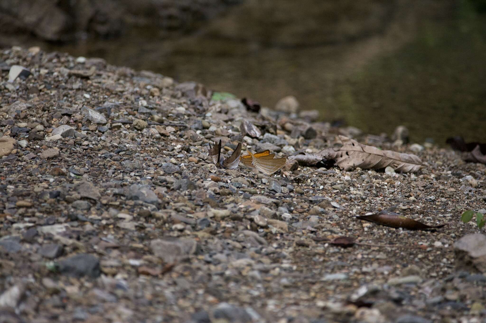 Image of Dappled Daggerwing